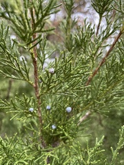 Juniperus ashei