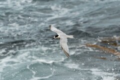 Sterna striata striata