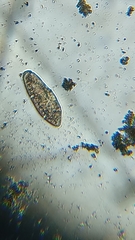 Paramecium