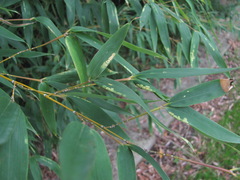 Stigmaeopsis nanjingensis