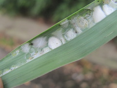 Stigmaeopsis nanjingensis