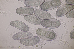 Hapalocystis kickxii