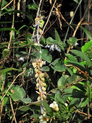Ityraea electa