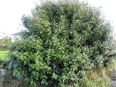 Elaeagnus × ebbingei