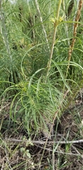 Helianthus salicifolius