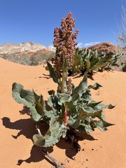 Rumex hymenosepalus