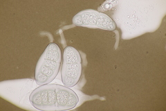 Hapalocystis kickxii