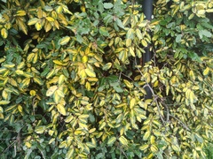 Laurus nobilis