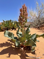 Rumex hymenosepalus