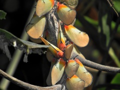 Ityraea electa