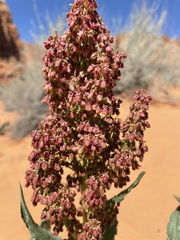 Rumex hymenosepalus