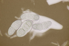 Hapalocystis kickxii