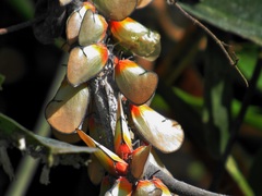 Ityraea electa