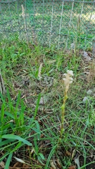 Brachystele camporum