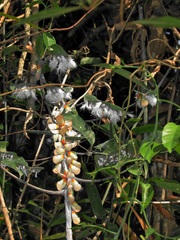 Ityraea electa