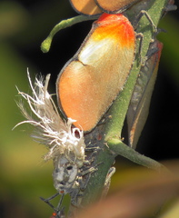 Ityraea electa