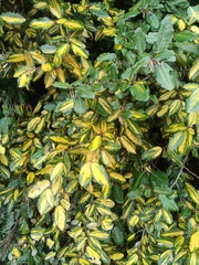 Laurus nobilis