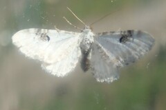 Eupithecia centaureata