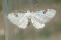 Eupithecia centaureata