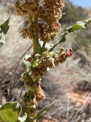 Rumex hymenosepalus