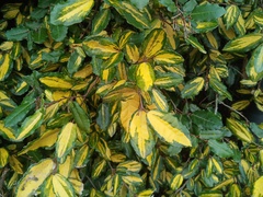 Laurus nobilis
