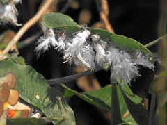 Ityraea electa