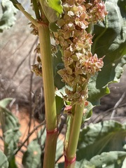 Rumex hymenosepalus