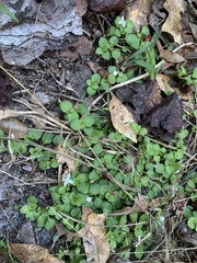 Houstonia procumbens