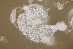 Hapalocystis kickxii