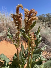 Rumex hymenosepalus