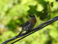 Nystalus maculatus