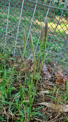 Brachystele camporum