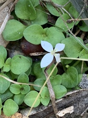 Houstonia procumbens