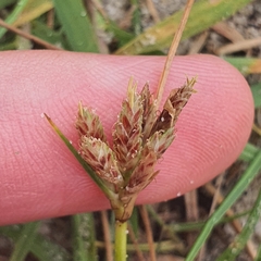 Cyperus stoloniferus