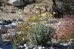Encelia asperifolia