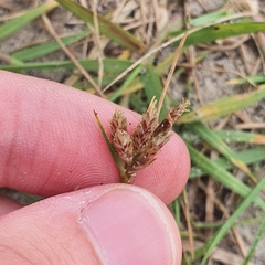 Cyperus stoloniferus