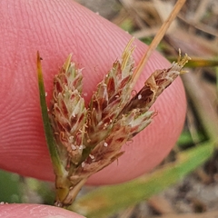 Cyperus stoloniferus