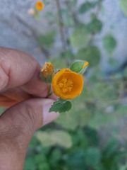 Abutilon palmeri
