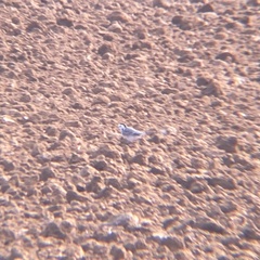 Motacilla alba alba