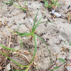 Cyperus stoloniferus
