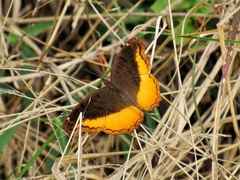 Eurytela dryope angulata
