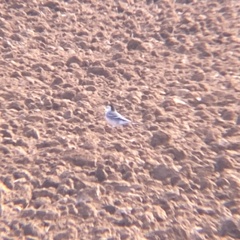 Motacilla alba alba