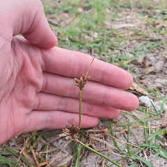 Cyperus stoloniferus