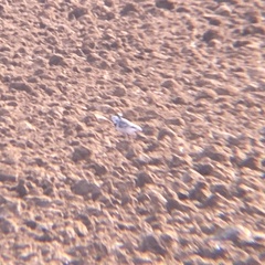 Motacilla alba alba