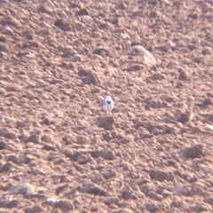 Motacilla alba alba