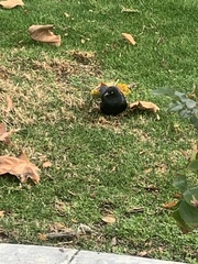 Euphagus cyanocephalus