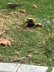 Euphagus cyanocephalus