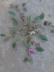 Abronia villosa