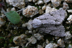 Acronicta psi