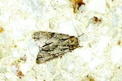 Acronicta psi